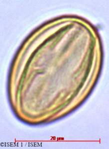 Lobelia urens - lame n° 29421